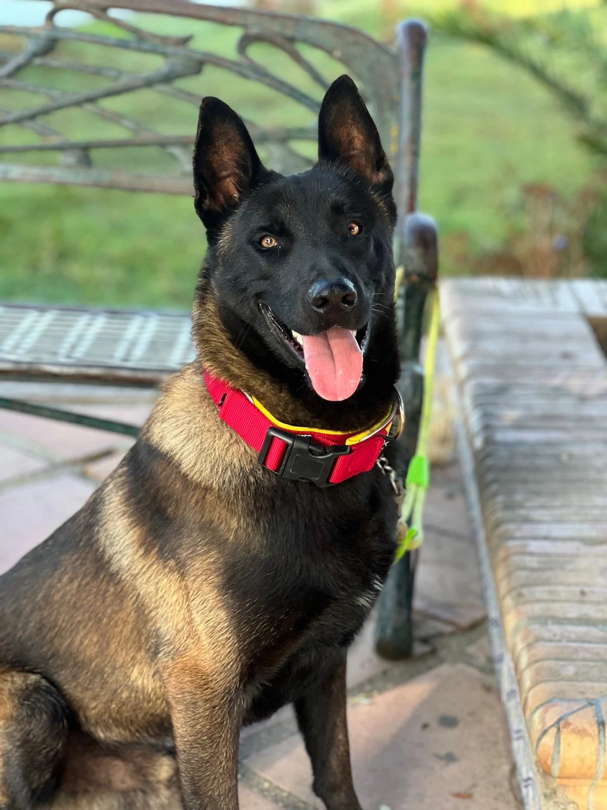 Malinois Canespin adulto de cara, fotografiado con luz natural