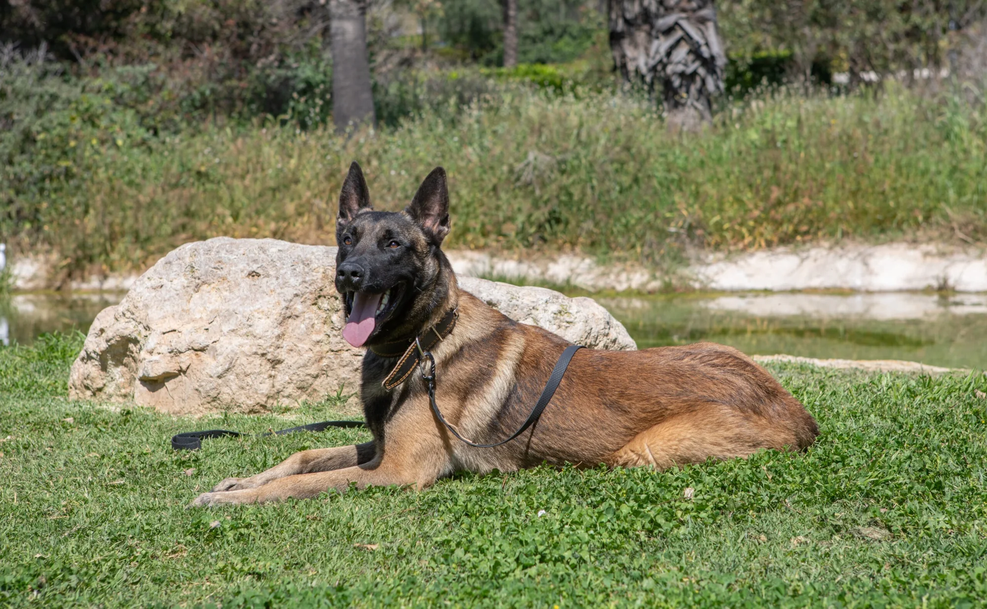 Malinois adulto Canespin al aire libre