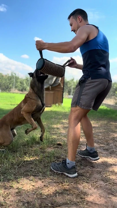 Malinois Canespin en trabajo de mordida con pernera