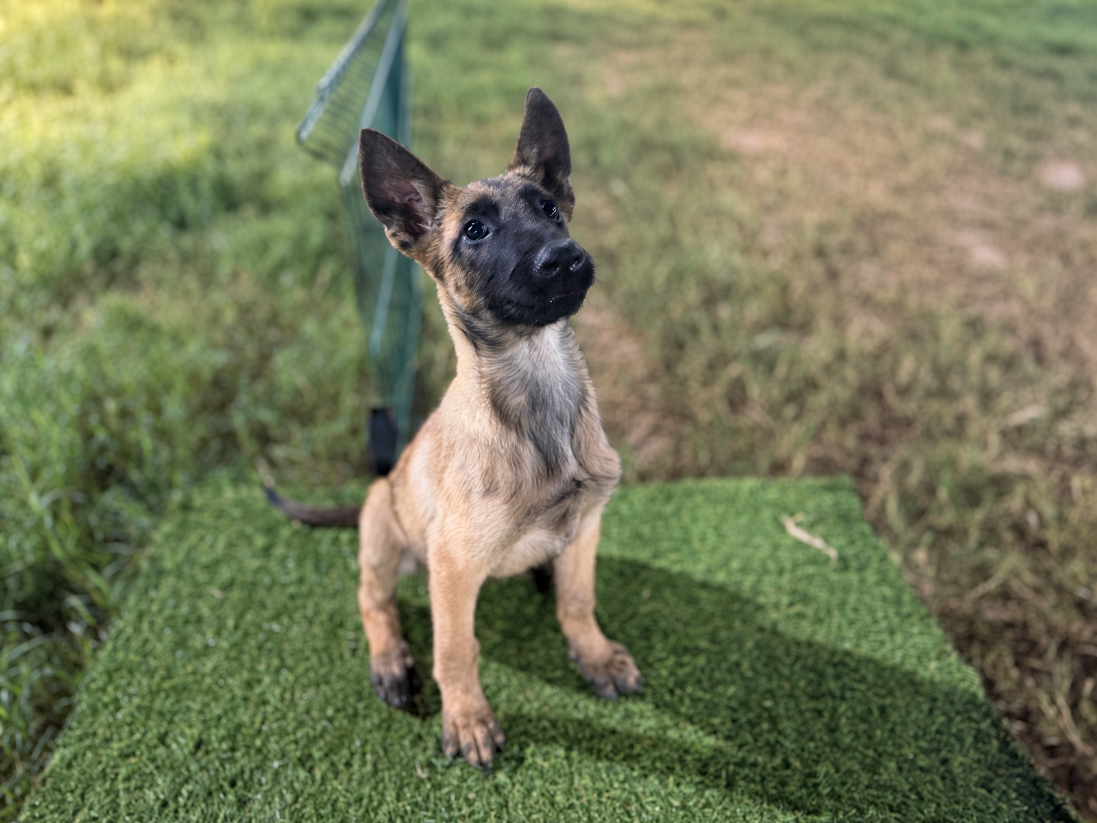 EMY, Malinois Canespin